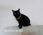 Кошки в Москве: Бомбейские котята Мальчик, 70 000 руб. - фото 2
