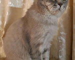 Кошки в Касимове: Вязка. Кот-чистокровный британец., 2 500 руб. - фото 1