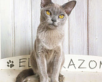 Кошки в Москве: Бурманский котенок голубого окраса, 60 000 руб. - фото 5