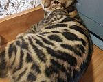 Кошки в Карачеве: Бенгальский котенок., 12 000 руб. - фото 2