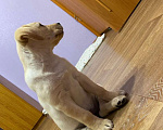Собаки в Учалы: Чистопородный щенок лабрадора Девочка, 8 000 руб. - фото 1