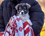 Собаки в Москве: Щенки коротколапики от маленькой собачки, 1 руб. - фото 8