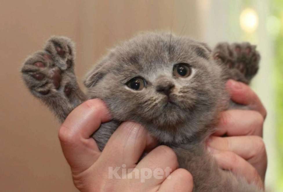 Кошки в Коломне: Полидактильные шотландцы из Канады! Мальчик, 40 000 руб. - фото 3