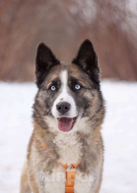 Собаки в Москве: Красавчик Руди! В поисках дома и любящей семьи Мальчик, Бесплатно - фото 5