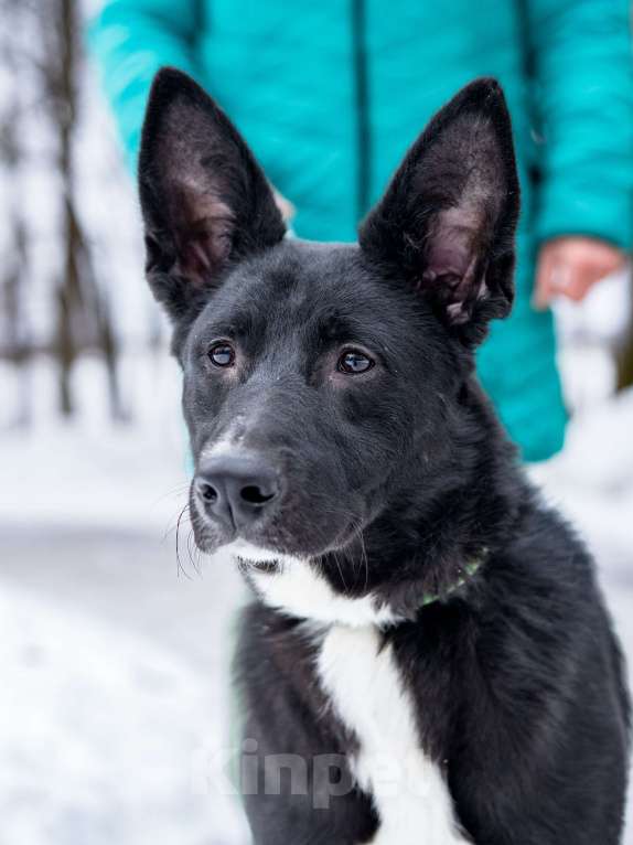 Собаки в Москве: Молодой мальчик, квартирного содержания в добрые руки Мальчик, Бесплатно - фото 8