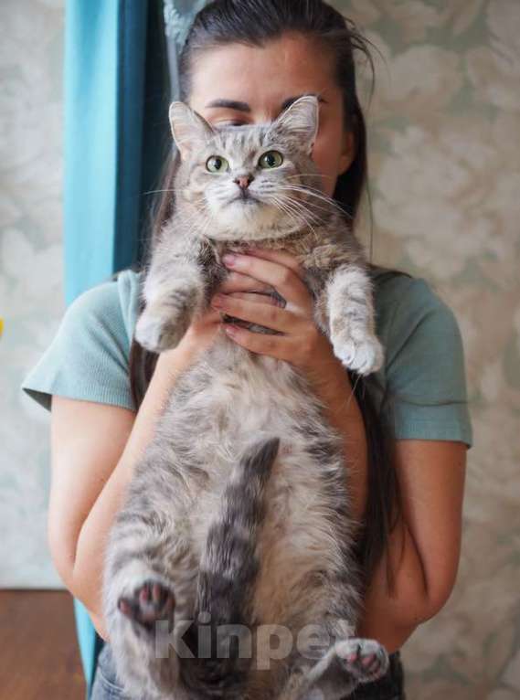Кошки в Москве: Идеальная кошка-компаньон Лиза в добрые руки Девочка, Бесплатно - фото 10