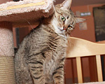 Кошки в Калуге: Мурзик Мурчалкин, сто полосок и розовый носик.  Кот в добрые руки. Мальчик, Бесплатно - фото 2