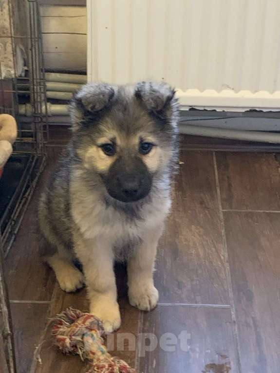 Собаки в Москве: Отдам щенка в добрые руки Девочка, Бесплатно - фото 2