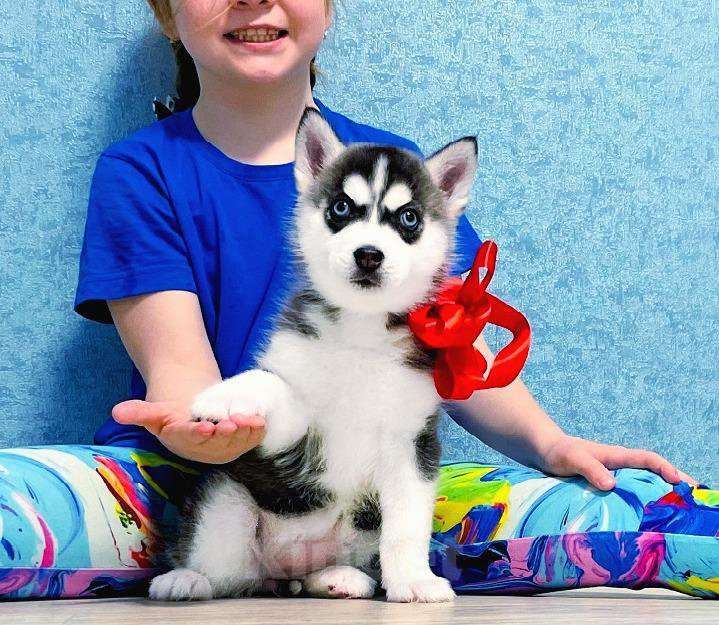 Собаки в Нижневартовске: Хаски Щенки Разных окрасов Разнополые, Бесплатно - фото 1