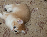 Кошки в Махачкале: Милый мальчик  Мальчик, 35 000 руб. - фото 8