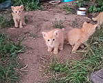 Кошки в Волгограде: В добрые руки рыжие котята Девочка, Бесплатно - фото 2