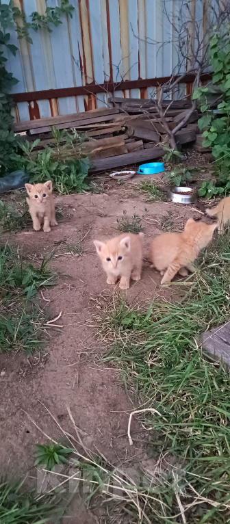 Кошки в Волгограде: В добрые руки рыжие котята Девочка, Бесплатно - фото 2