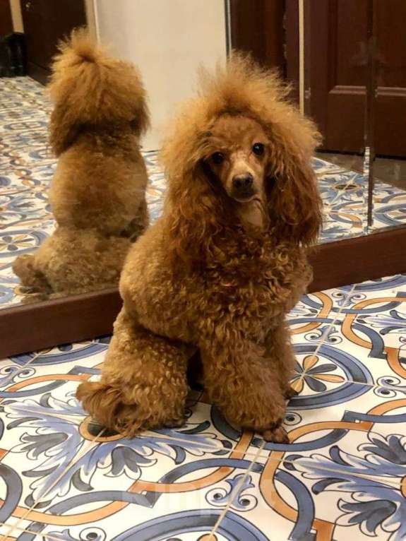 Собаки в Санкт-Петербурге: Шикарный мальчик той пуделя ред броун  Мальчик, Бесплатно - фото 6