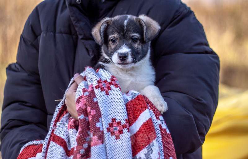 Собаки в Москве: Щенки коротколапики от маленькой собачки, 1 руб. - фото 8