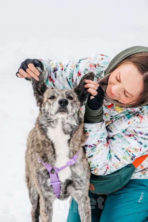 Собаки в Москве: Великолепная Верба ищет дом Девочка, Бесплатно - фото 9