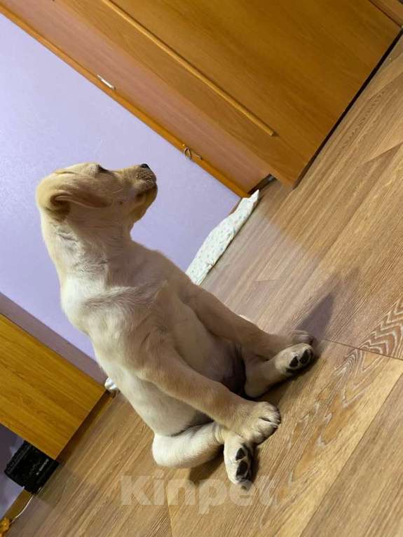 Собаки в Учалы: Чистопородный щенок лабрадора Девочка, 8 000 руб. - фото 1