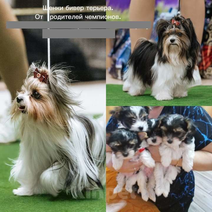 Собаки в Азове: Щенки бивер терьера три мальчика и одна девочка Разнополые, Бесплатно - фото 1