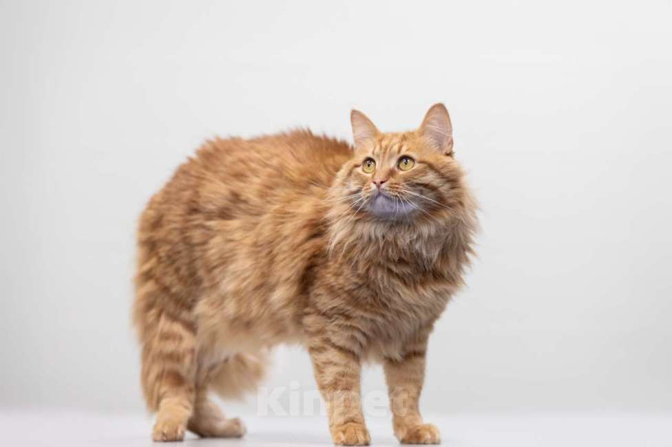 Кошки в Москве: кот Крыжовник в добрые руки Мальчик, Бесплатно - фото 4