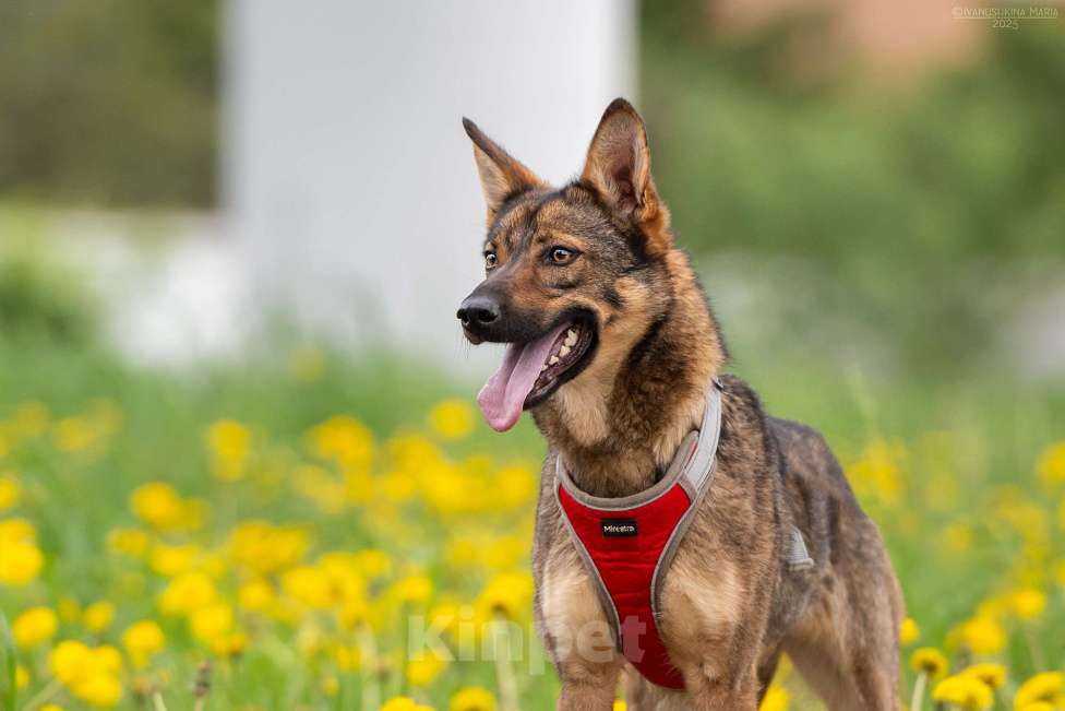 Собаки в Москве: Тесса - маленький комочек трепетной любви Девочка, Бесплатно - фото 2