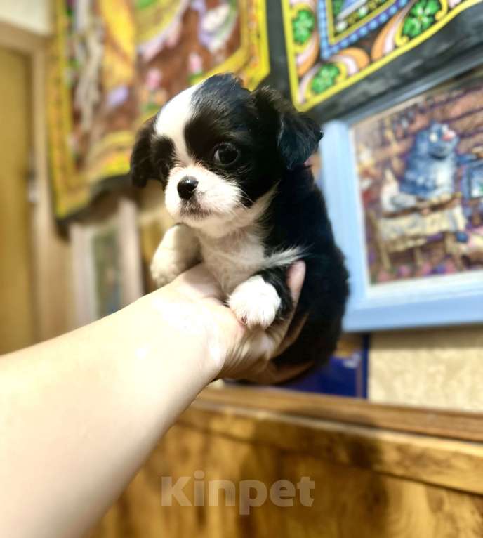 Собаки в Ростове-на-Дону: Мальчики чихуахуа Мальчик, 20 000 руб. - фото 6