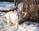 Собаки в других городах Ленинградской области: Белая швейцарская овчарка, щенки Мальчик, 55 000 руб. - фото 2