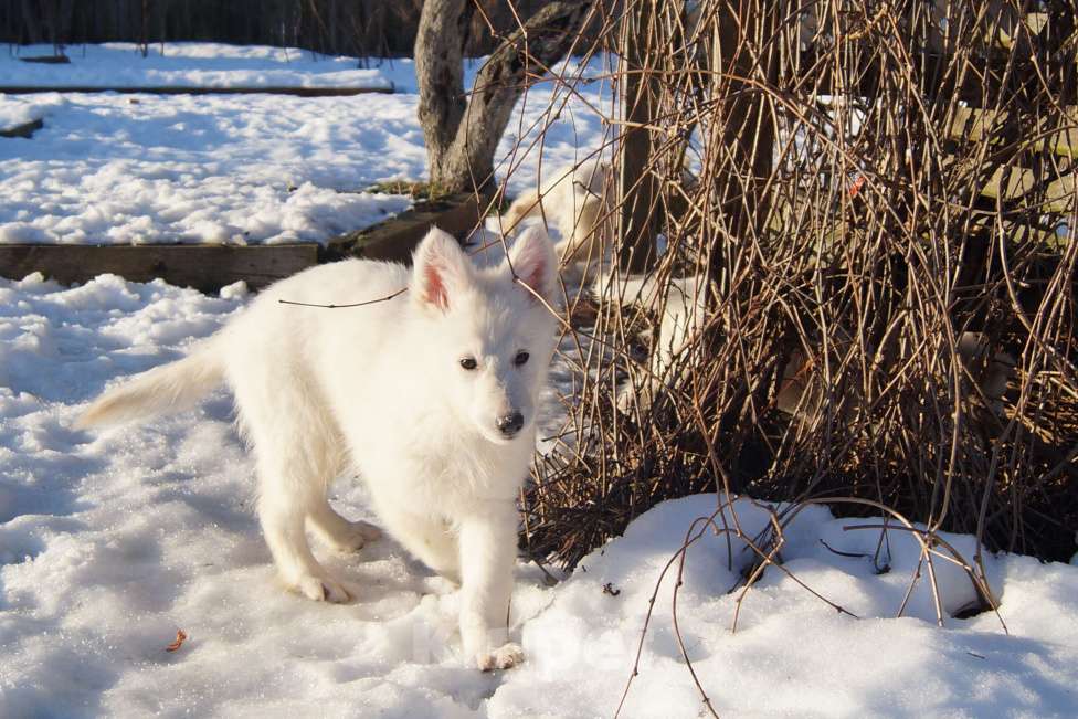 Собаки в других городах Ленинградской области: Белая швейцарская овчарка, щенки Мальчик, 55 000 руб. - фото 2