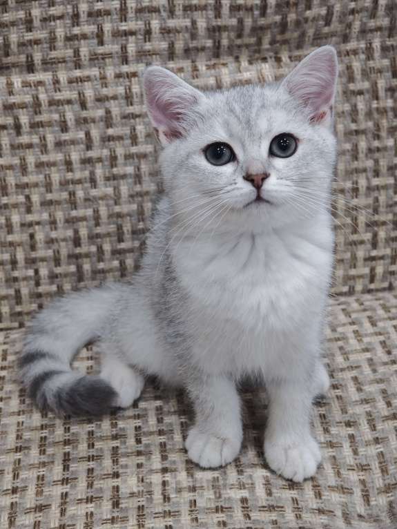 Кошки в Ангарске: Dianna Девочка, Бесплатно - фото 2