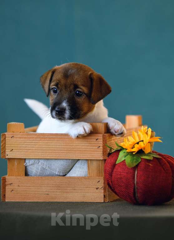 Собаки в Калининграде: Щенок джек рассел терьера Девочка, 58 000 руб. - фото 2