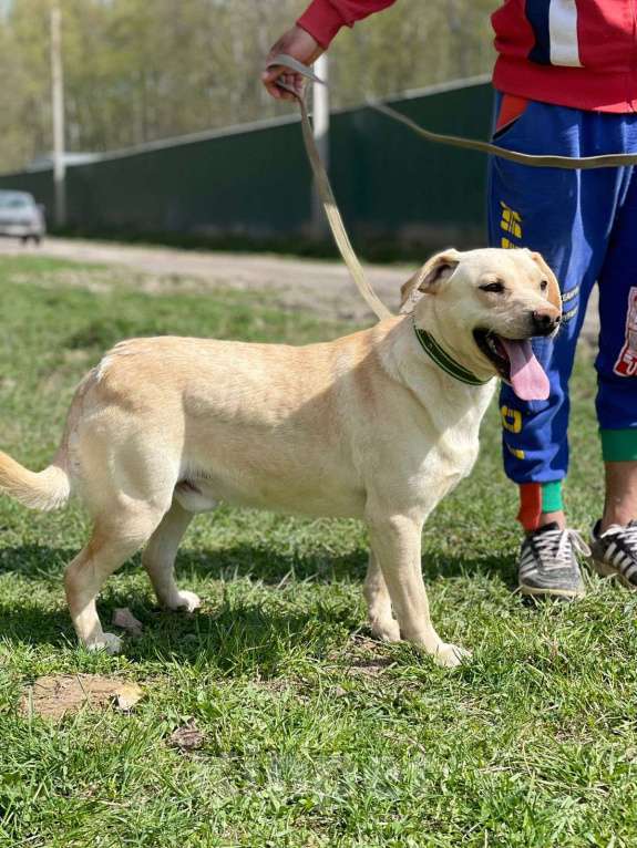 Собаки в Москве: Лабрадор метис в приюте Мальчик, Бесплатно - фото 2
