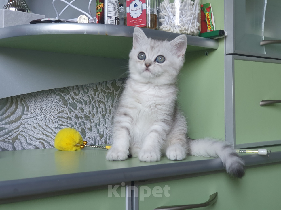 Кошки в Тейково: Котенок окраса вискас Мальчик, 30 000 руб. - фото 5