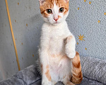 Кошки в Москве: Тоша, маленький персиковый котенок, который ждёт своего человека Мальчик, Бесплатно - фото 6