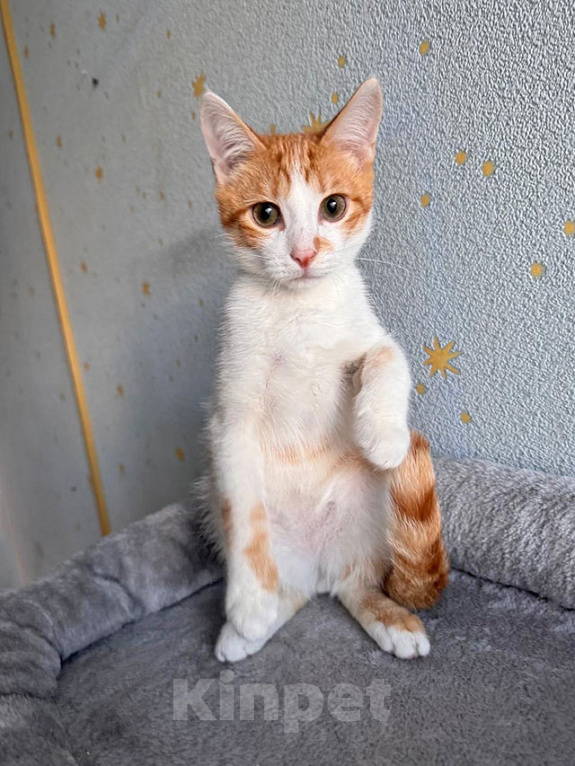 Кошки в Москве: Тоша, маленький персиковый котенок, который ждёт своего человека Мальчик, Бесплатно - фото 6