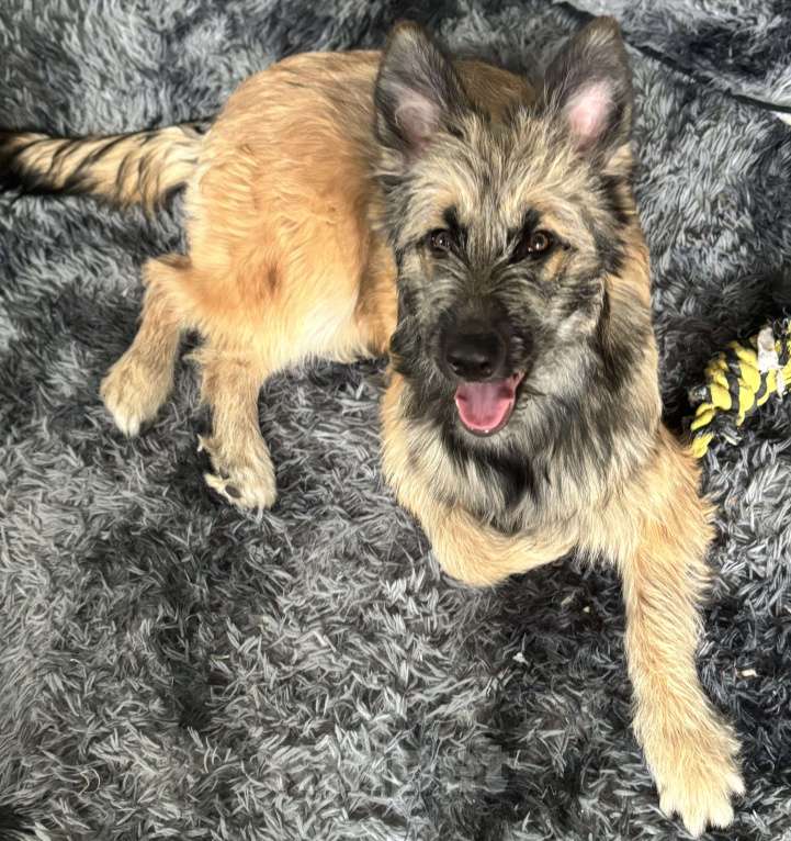 Собаки в Москве: Берта ищет новый дом Девочка, Бесплатно - фото 1