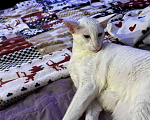 Кошки в Санкт-Петербурге: Кошка Ориентальной породы Девочка, Бесплатно - фото 9