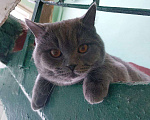 Кошки в Москве: Найден котик британец Мальчик, Бесплатно - фото 1