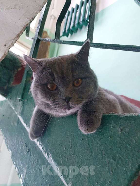Кошки в Москве: Найден котик британец Мальчик, Бесплатно - фото 1