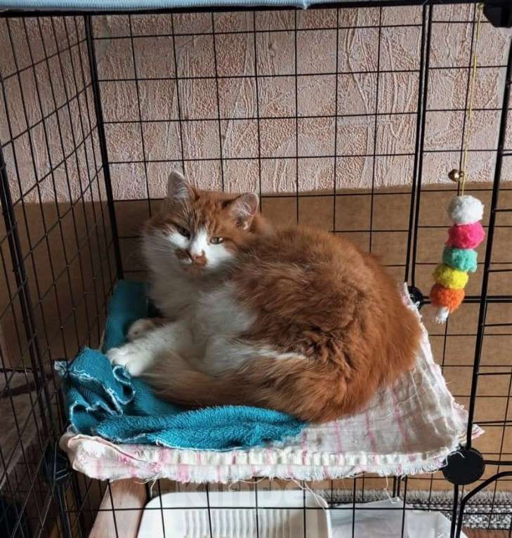 Кошки в Ногинске: Рыжая Маркиза хорошей хозяйке Девочка, Бесплатно - фото 5