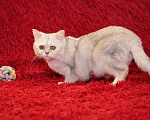 Кошки в Москве: Британский кот Маффин ищет дом! Мальчик, Бесплатно - фото 5