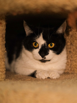 Кошка ищет дом