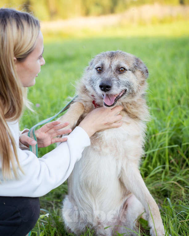 Собаки в Москве: Собака в поисках семьи! Мальчик, Бесплатно - фото 6