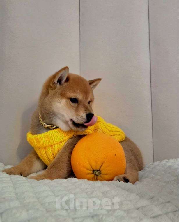 Собаки в Севастополе: Щенок Сиба ину Мальчик, 45 000 руб. - фото 3