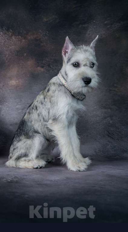 Собаки в Мытищах: Подрощенная девочка Девочка, 55 000 руб. - фото 4