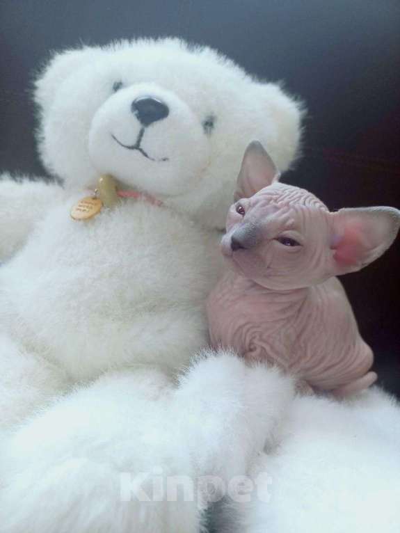 Кошки в Москве: Котята породы Канадский сфинкс Мальчик, 30 000 руб. - фото 3