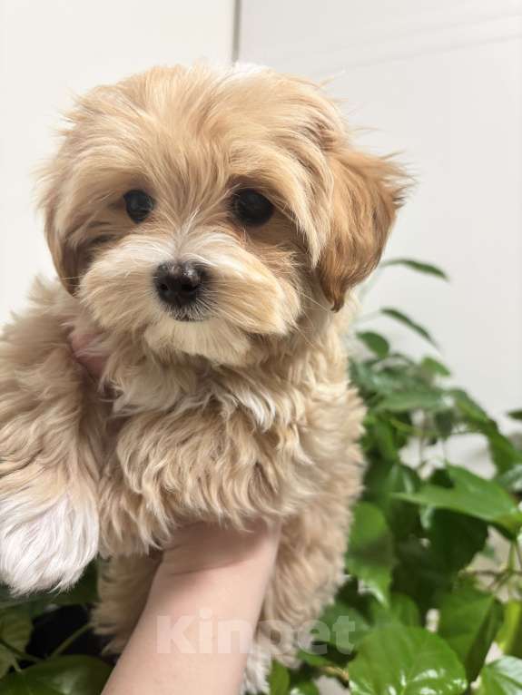 Собаки в Мытищах: Мальтипуf1 Мальчик, 100 000 руб. - фото 1