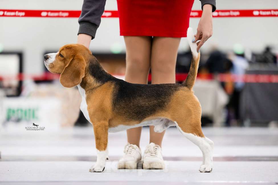 Собаки в Москве: Красивый, темпераментный Бигль ищет невест Мальчик, Бесплатно - фото 3