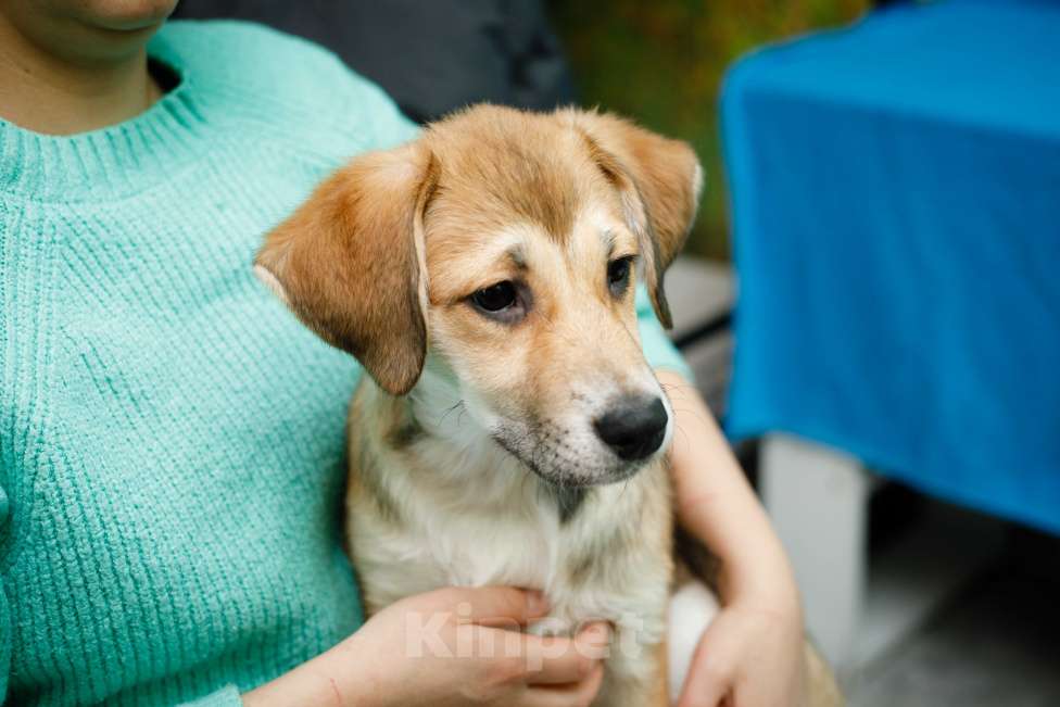 Собаки в Москве: Рыжий щенок девочка в добрые руки Мальчик, 11 руб. - фото 3