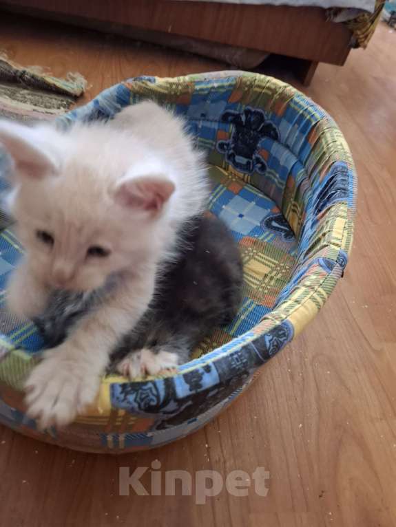 Кошки в Москве: Голубой мальчик Мальчик, 20 000 руб. - фото 2