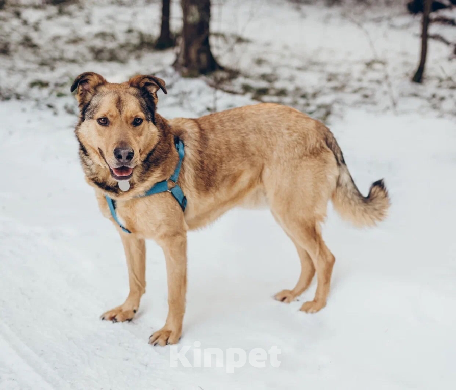 Собаки в Балашихе: Энергичный Купер ждёт свою семью Мальчик, 100 руб. - фото 2