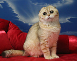 Кошки в Клине: Вислоухий котик Мальчик, 15 000 руб. - фото 2