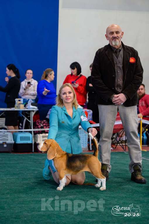 Собаки в Иркутске: Щенки Бигля Мальчик, 55 000 руб. - фото 2